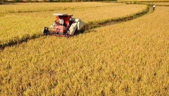 美国产粮如何收割视频,美国农场机械化收割玉米全过程揭秘