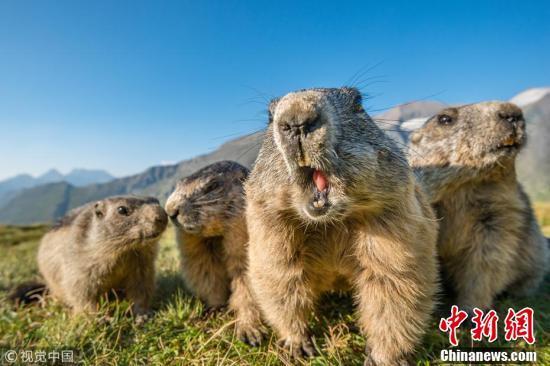 搞笑视频土拨鼠国产在线播放,在线播放笑翻天